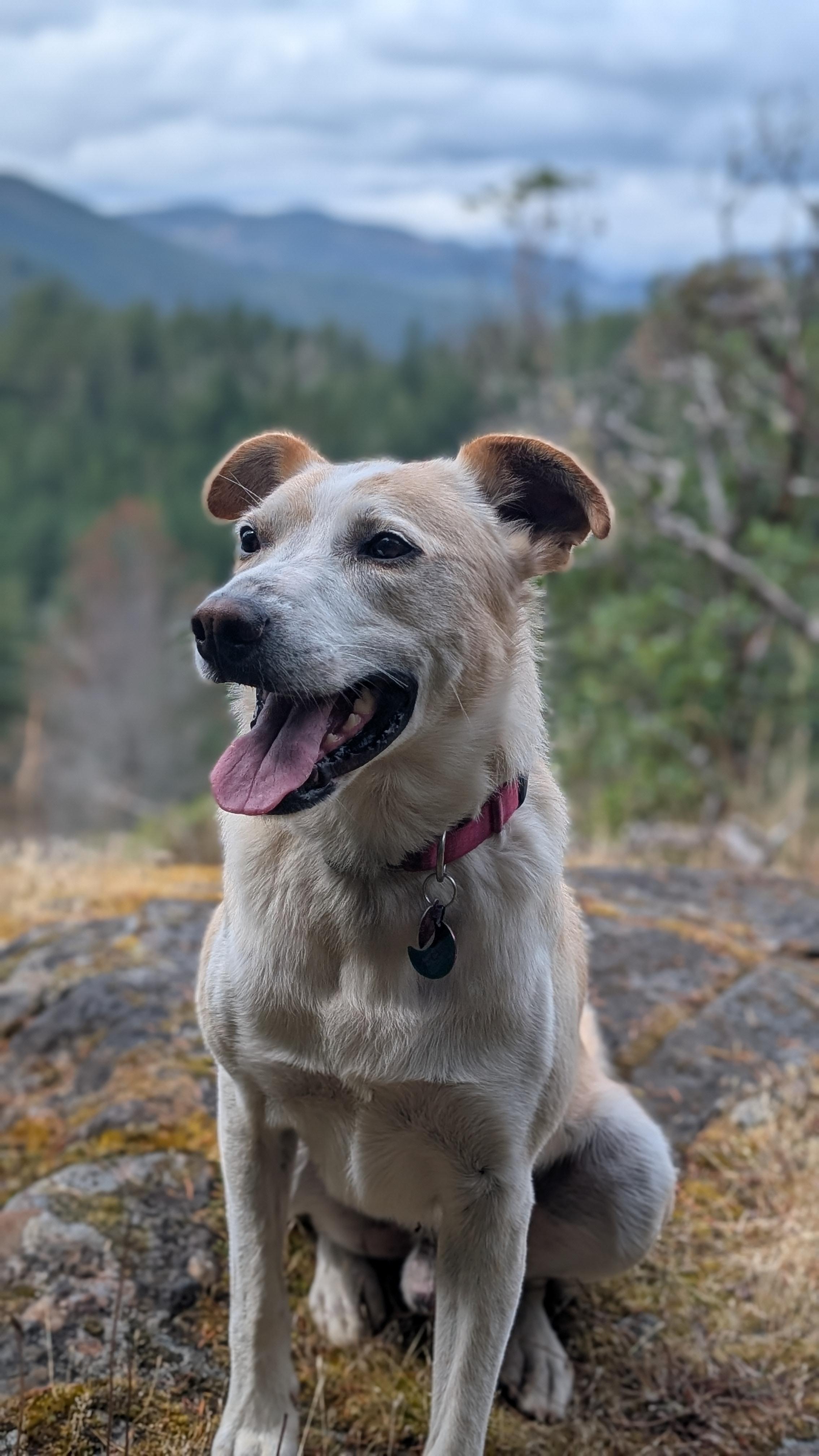Sam, ADOPTABLE, Adult Male Labrador Retriever & Australian Cattle Dog / Blue Heeler.