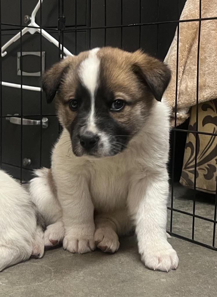 Enlarge Zero, a Adopted mixed breed in Murray, KY image 1/2