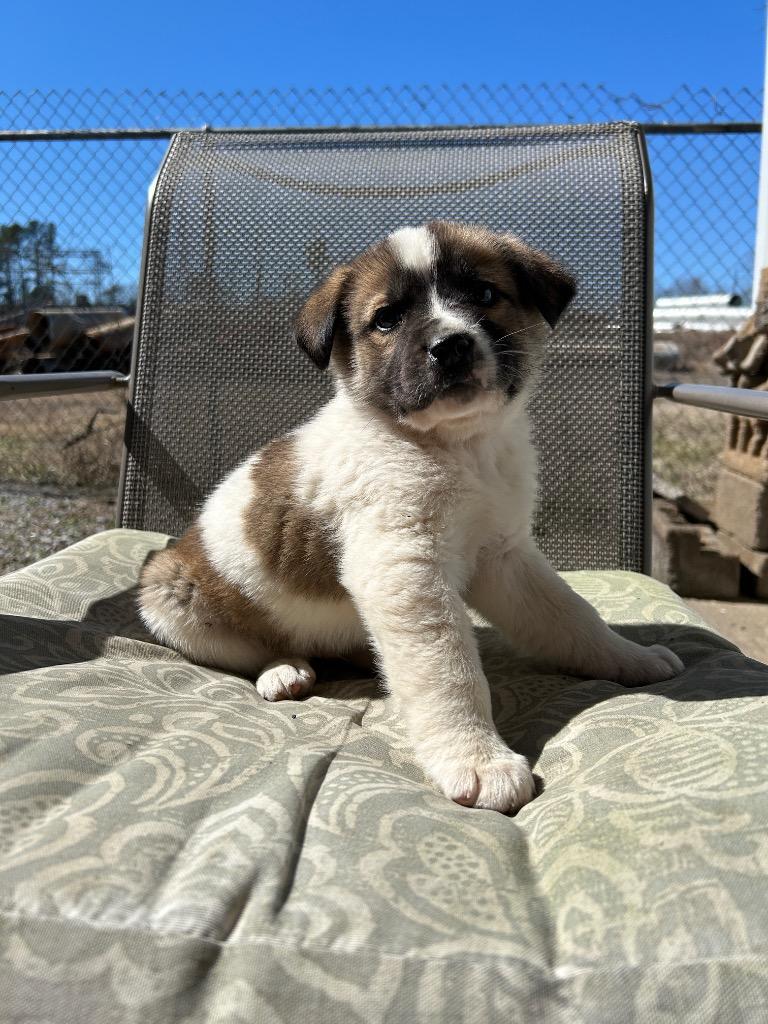 Enlarge Zero, a Adopted mixed breed in Murray, KY image 2/2