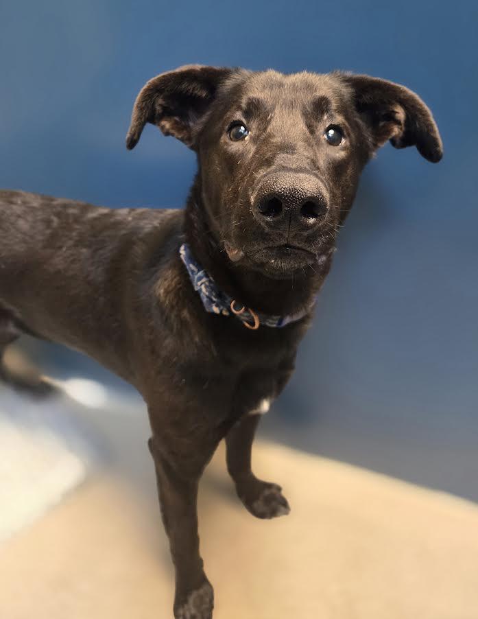 Lenny, an adoptable mixed breed in Bellingham, WA image 3/4