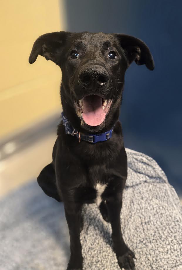 Lenny, adoptable, Young Male Mixed Breed.