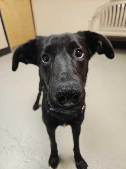 Lenny, an adoptable mixed breed in Bellingham, WA image 4/4