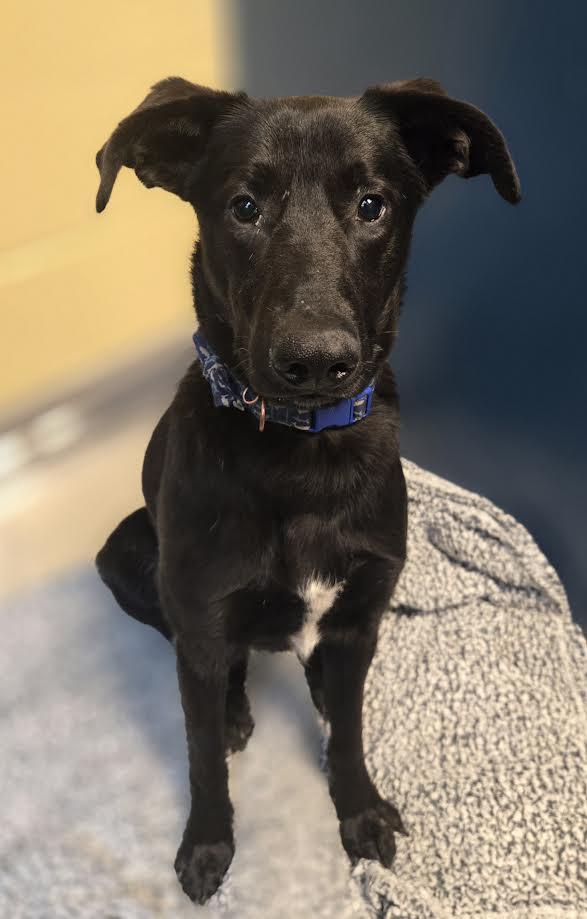 Lenny, an adoptable mixed breed in Bellingham, WA image 2/4