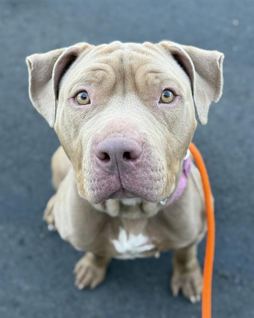 PASSIONFLOWER, Adoptable, Young Female Pit Bull Terrier.