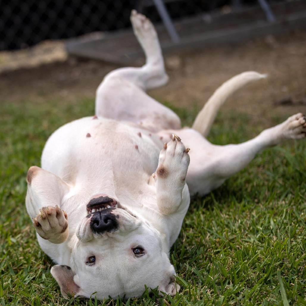 Enlarge Winter, a Adoptable Mixed Breed in South Houston, TX image 1/2