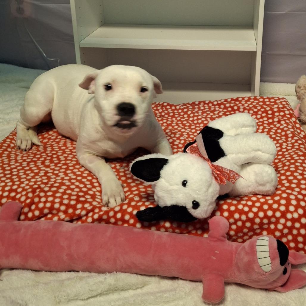 Enlarge Winter, a Adoptable Mixed Breed in South Houston, TX image 2/2