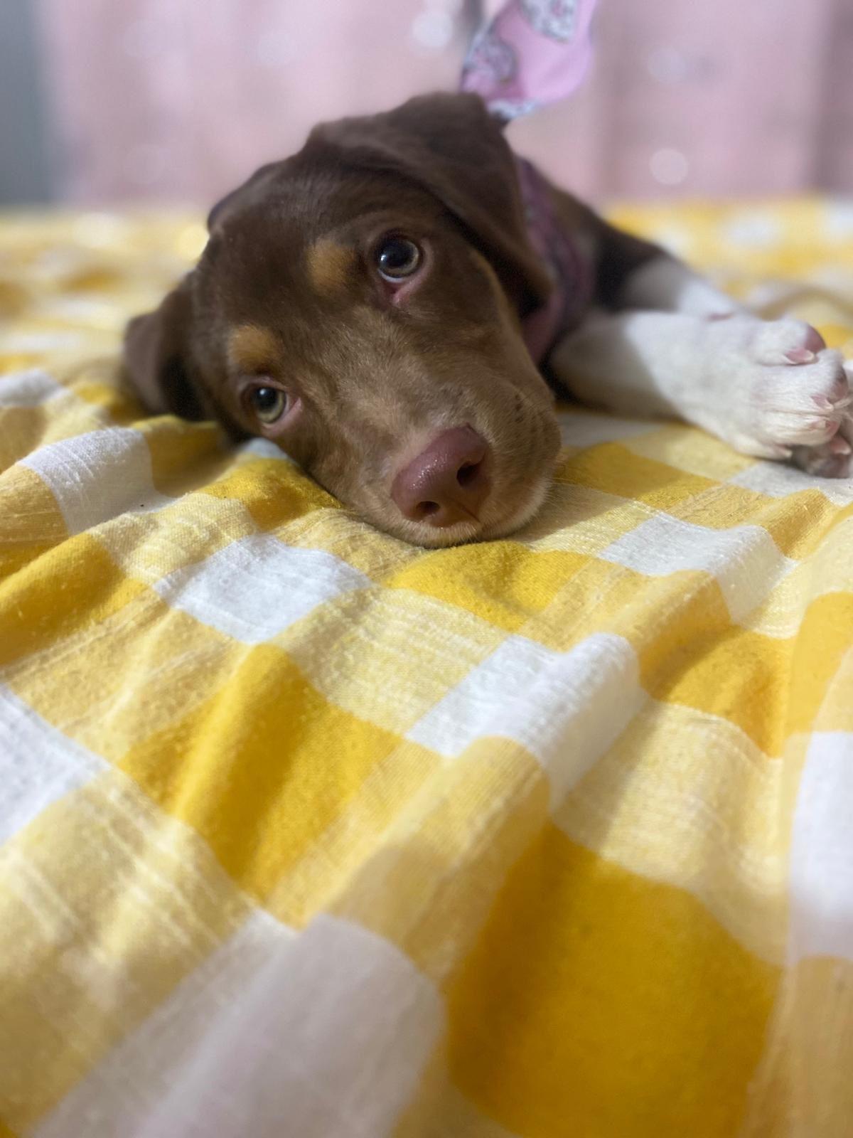 Enlarge Alorah, a Adopted mixed breed in Ridgefield, CT image 3/4