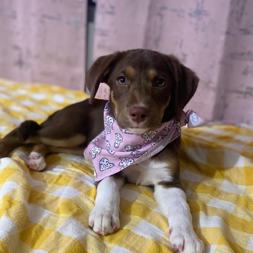 Alorah, Adopted, Young Female Dachshund & Miniature Pinscher.