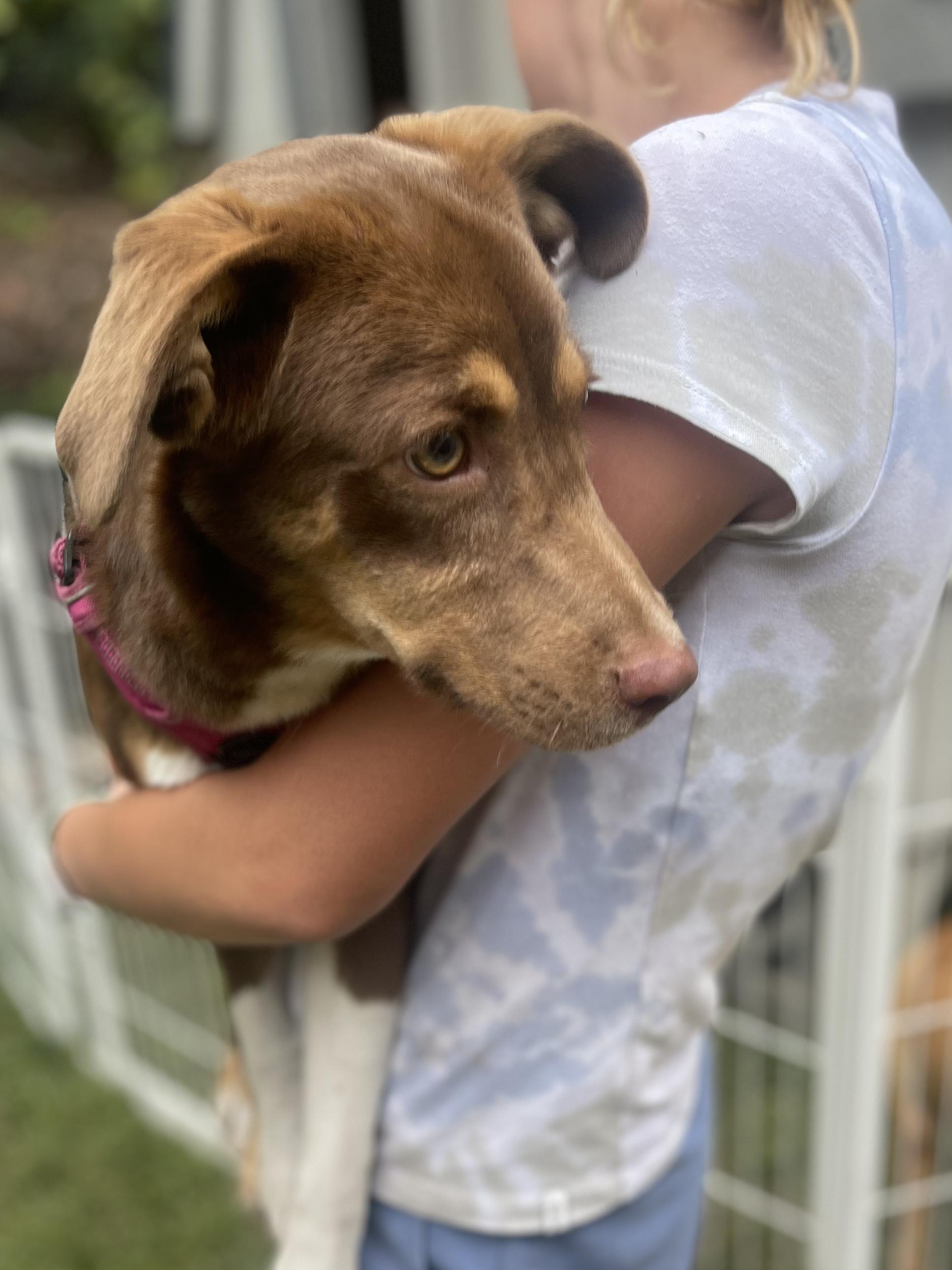 Enlarge Alorah, a Adopted mixed breed in Ridgefield, CT image 2/4