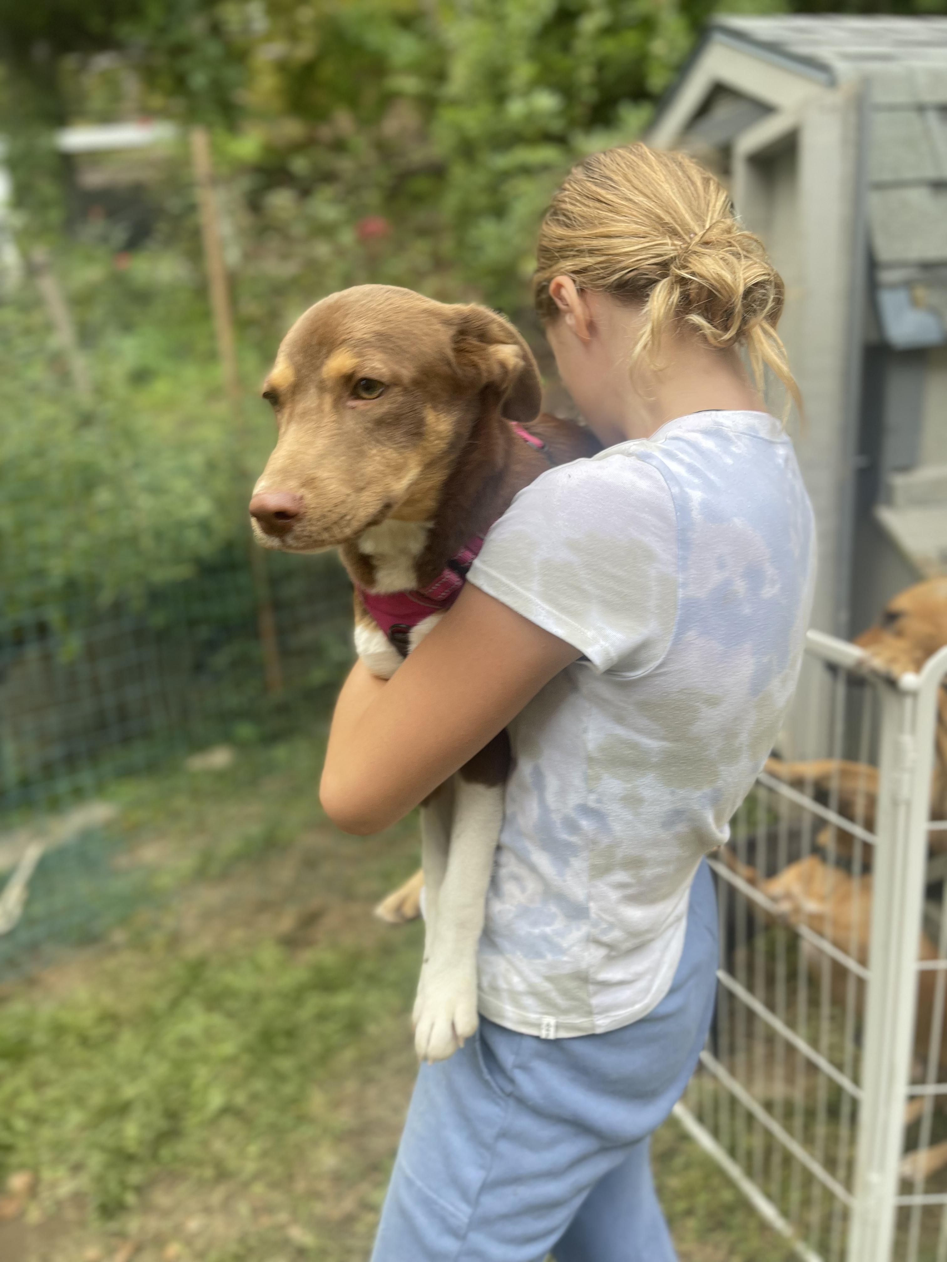 Enlarge Alorah, a Adopted mixed breed in Ridgefield, CT image 4/4