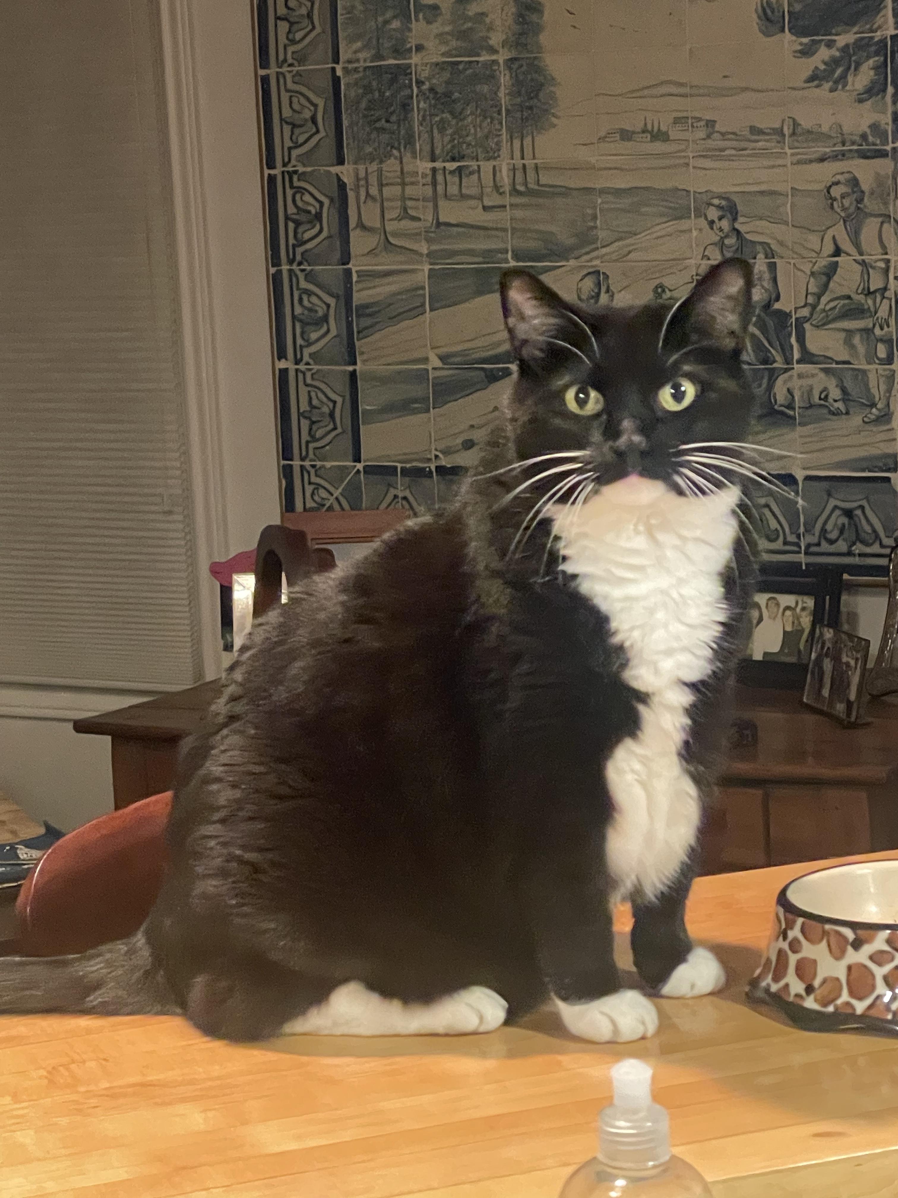 Samba, Adoptable, Senior Female Domestic Short Hair.