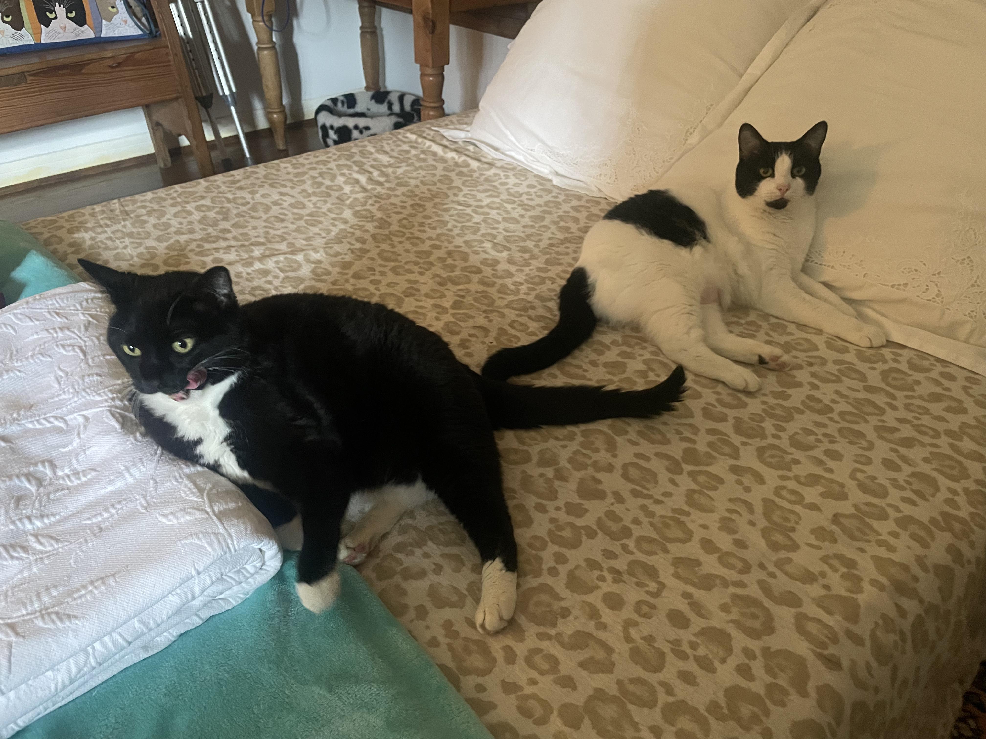 Samba, a Adoptable Domestic Short Hair in Houston, TX image 2/2