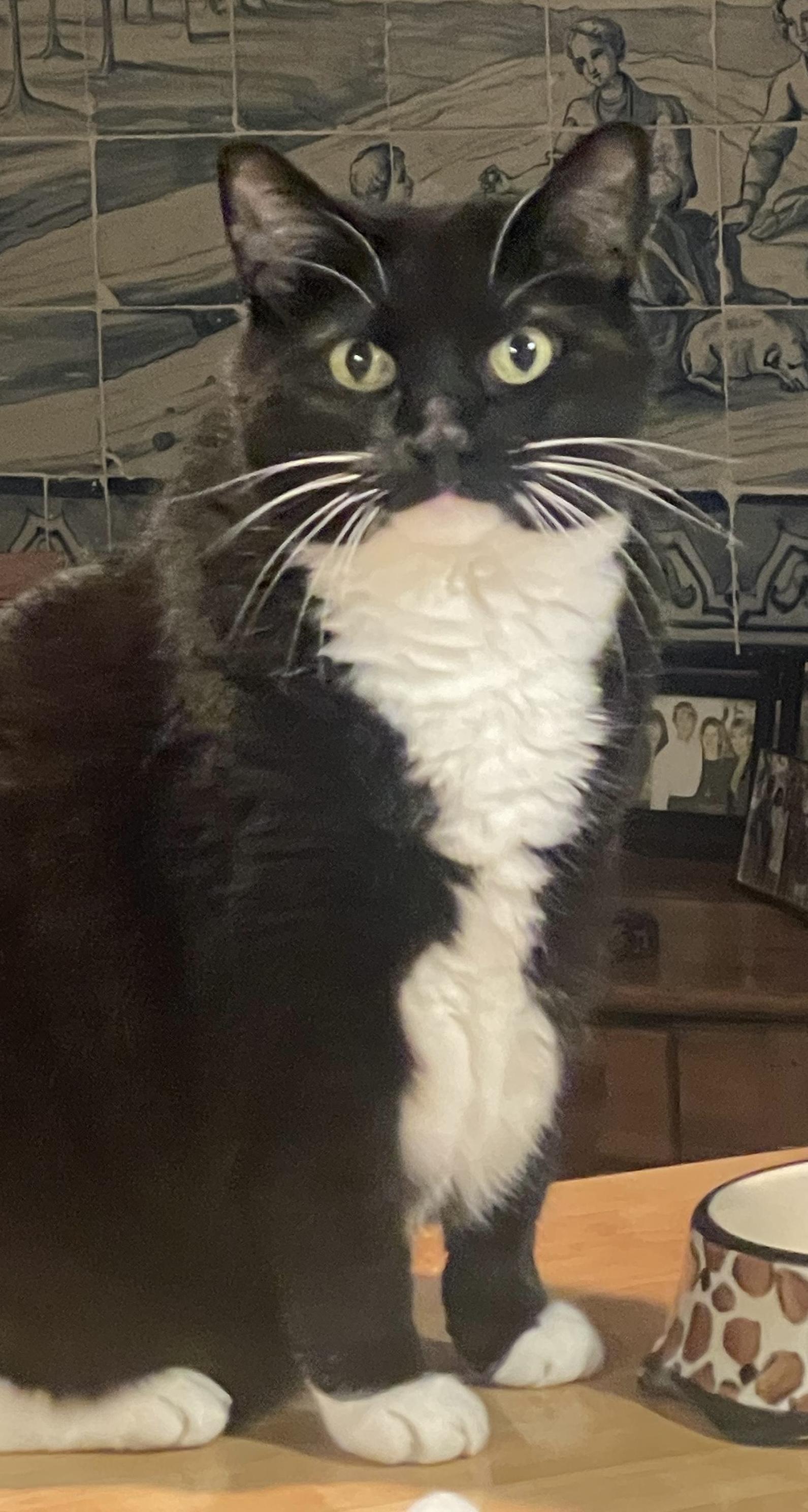 Enlarge Samba, a Adoptable Domestic Short Hair in Houston, TX image 3/4