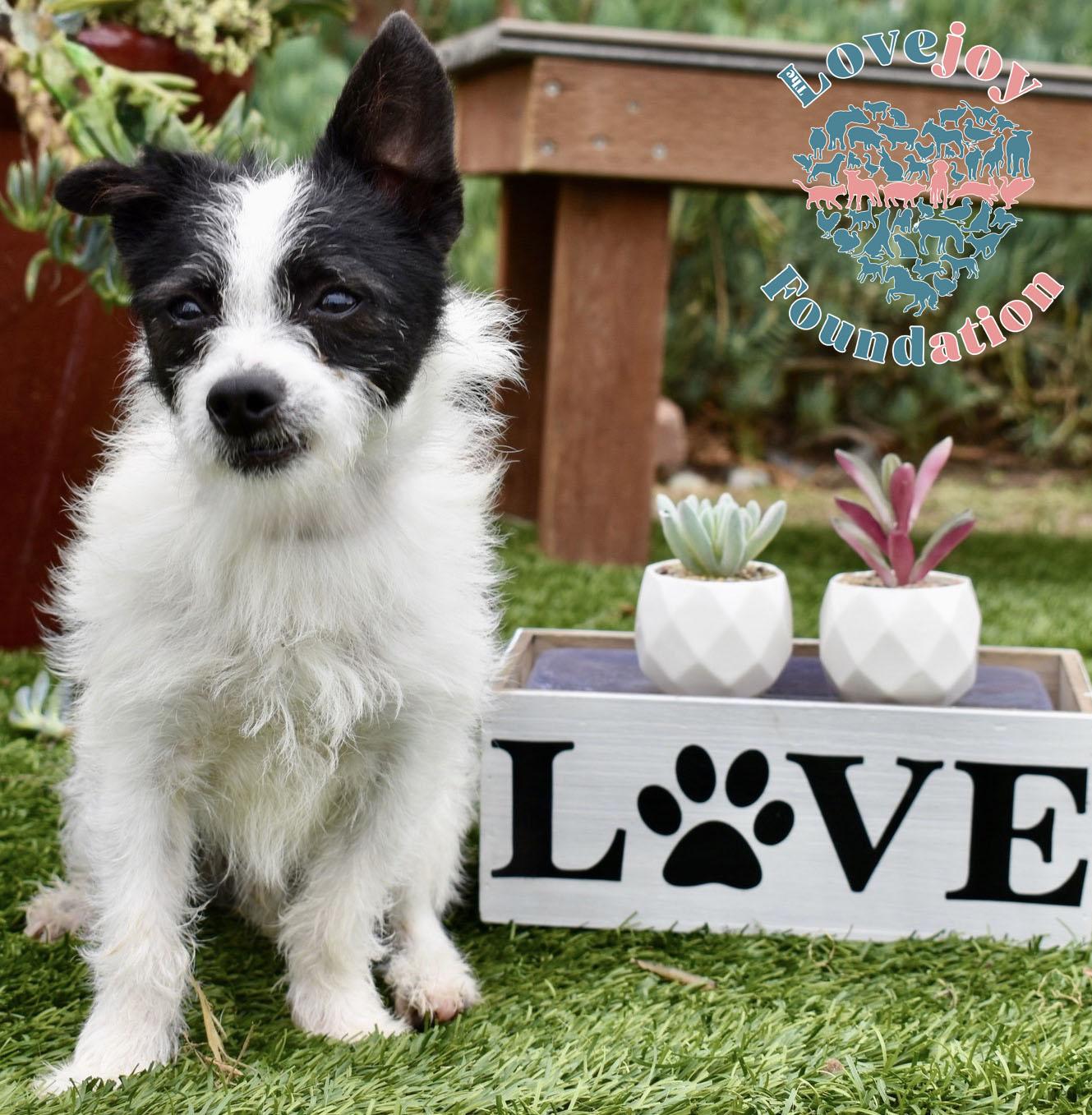 Pea Family Terrier Dog