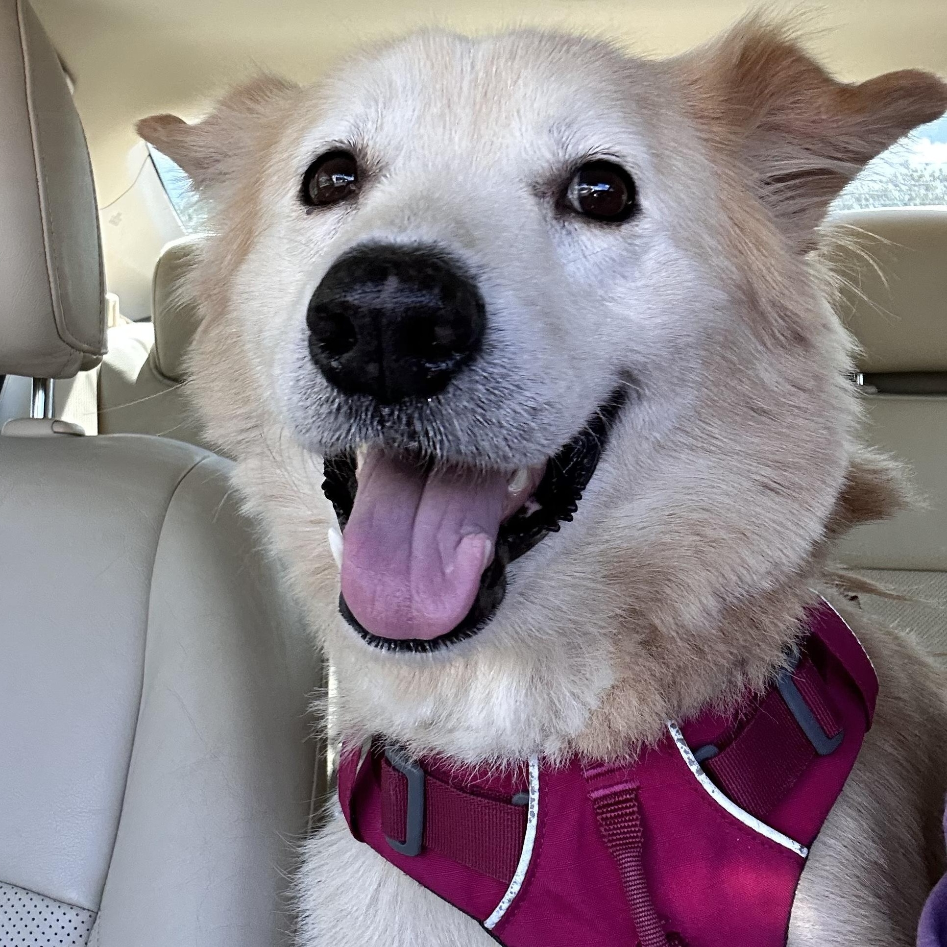 Enlarge Abuelo - "Welly"-someone said - "Car ride", a Adopted mixed breed in Brattleboro, VT image 3/6
