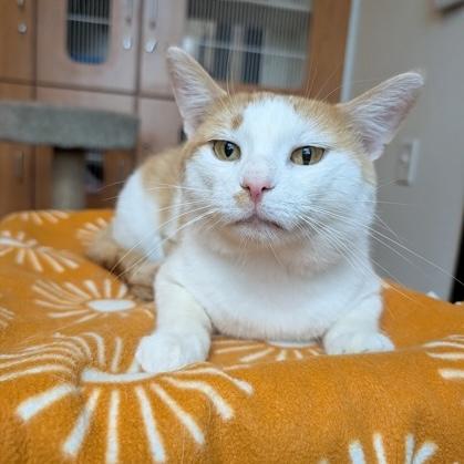 Joe, Adoptable, Adult Male Domestic Short Hair.