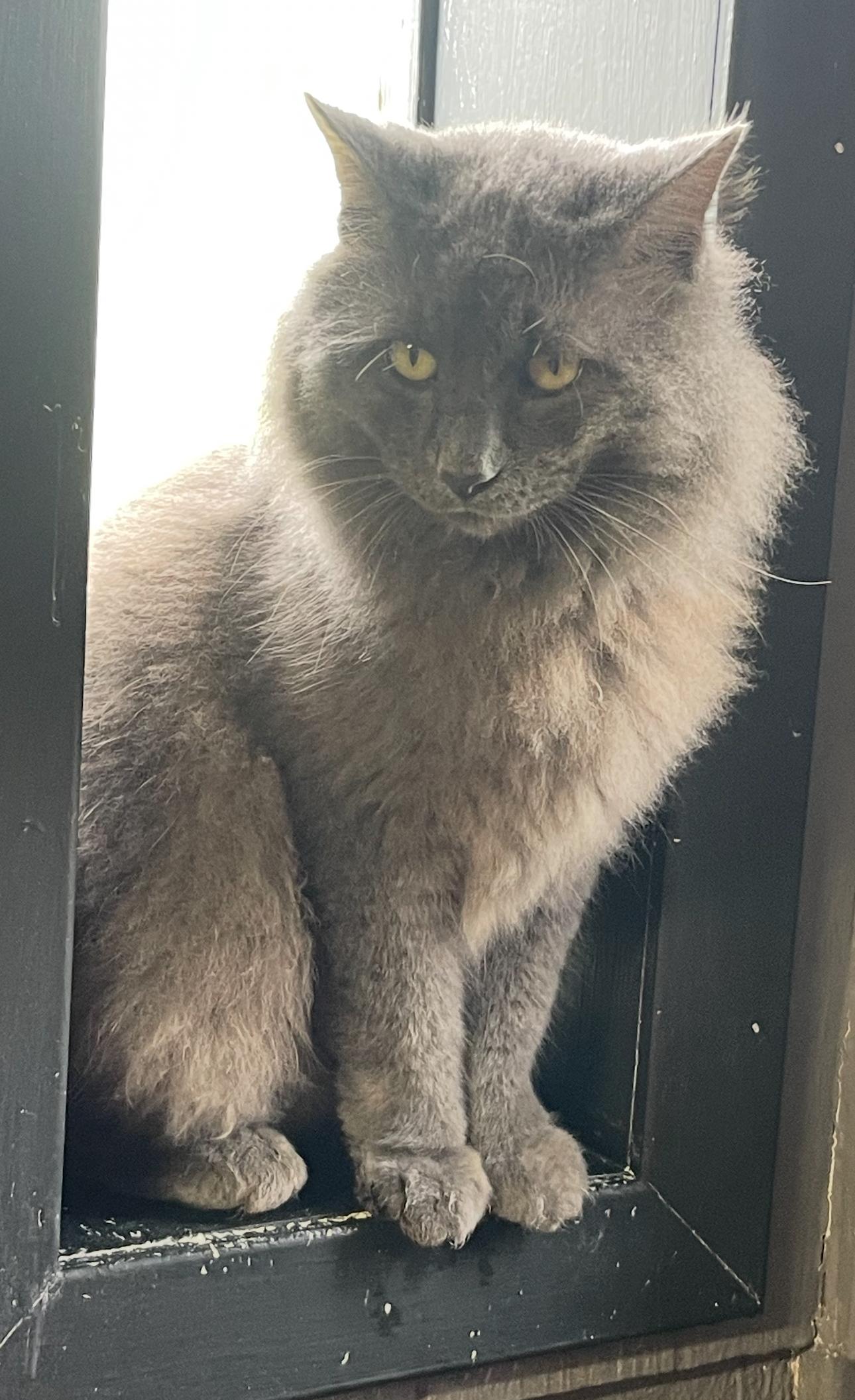 Oz, Adoptable, Adult Male Russian Blue.