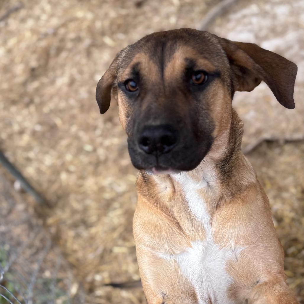 Bruiser, Adoptable, Young Male Hound.