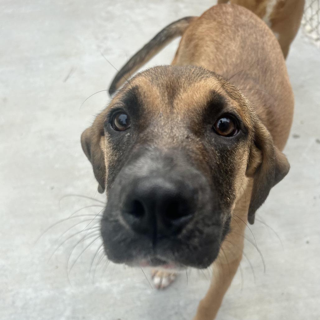 Bruiser, a Adoptable Hound image 2/6