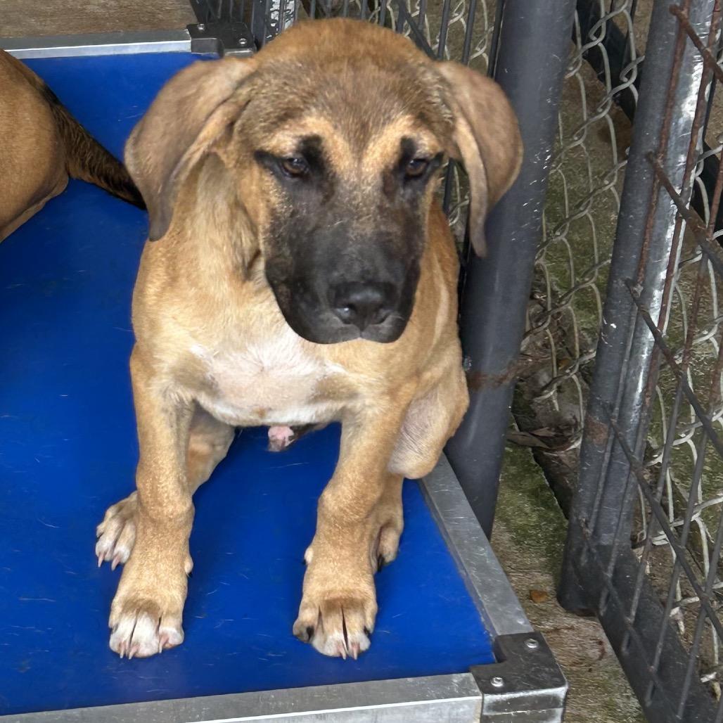 Bruiser, a Adoptable Hound image 3/6