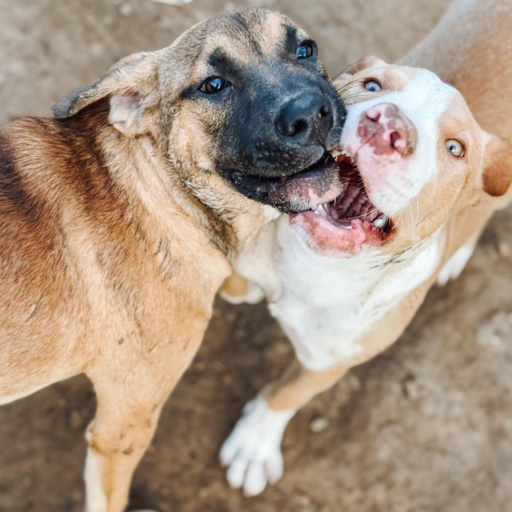 Bruiser, a Adoptable Hound image 4/6