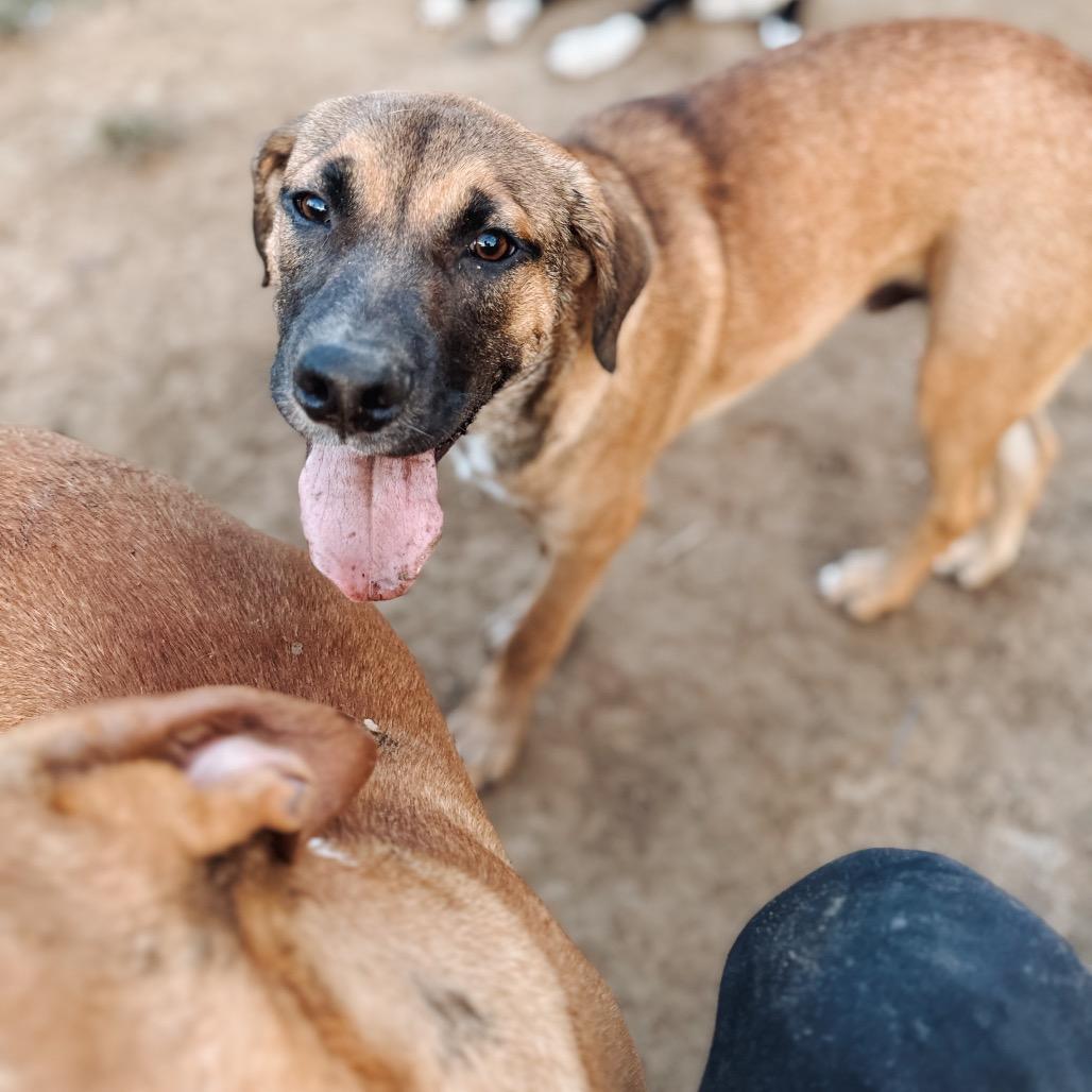 Bruiser, a Adoptable Hound image 5/6