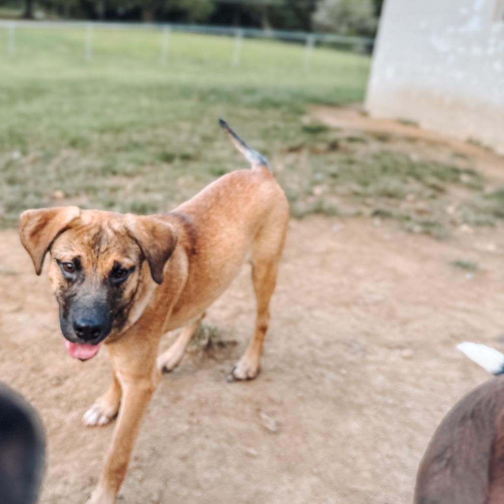 Bruiser, a Adoptable Hound image 6/6