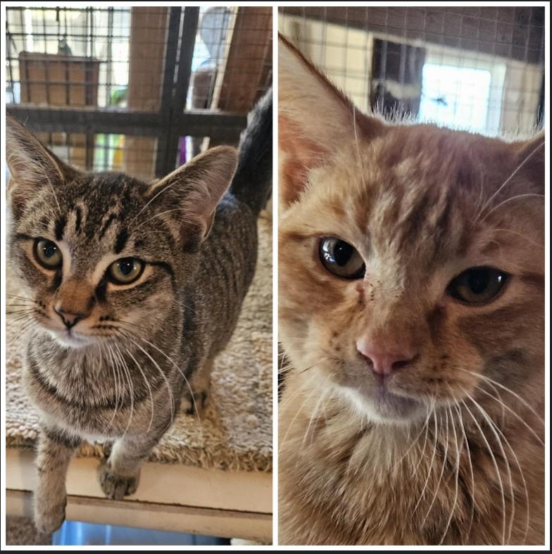 Enlarge Arlo (brother to Alvin, WG), a Adoptable Domestic Short Hair in Huddleston, VA image 1/2