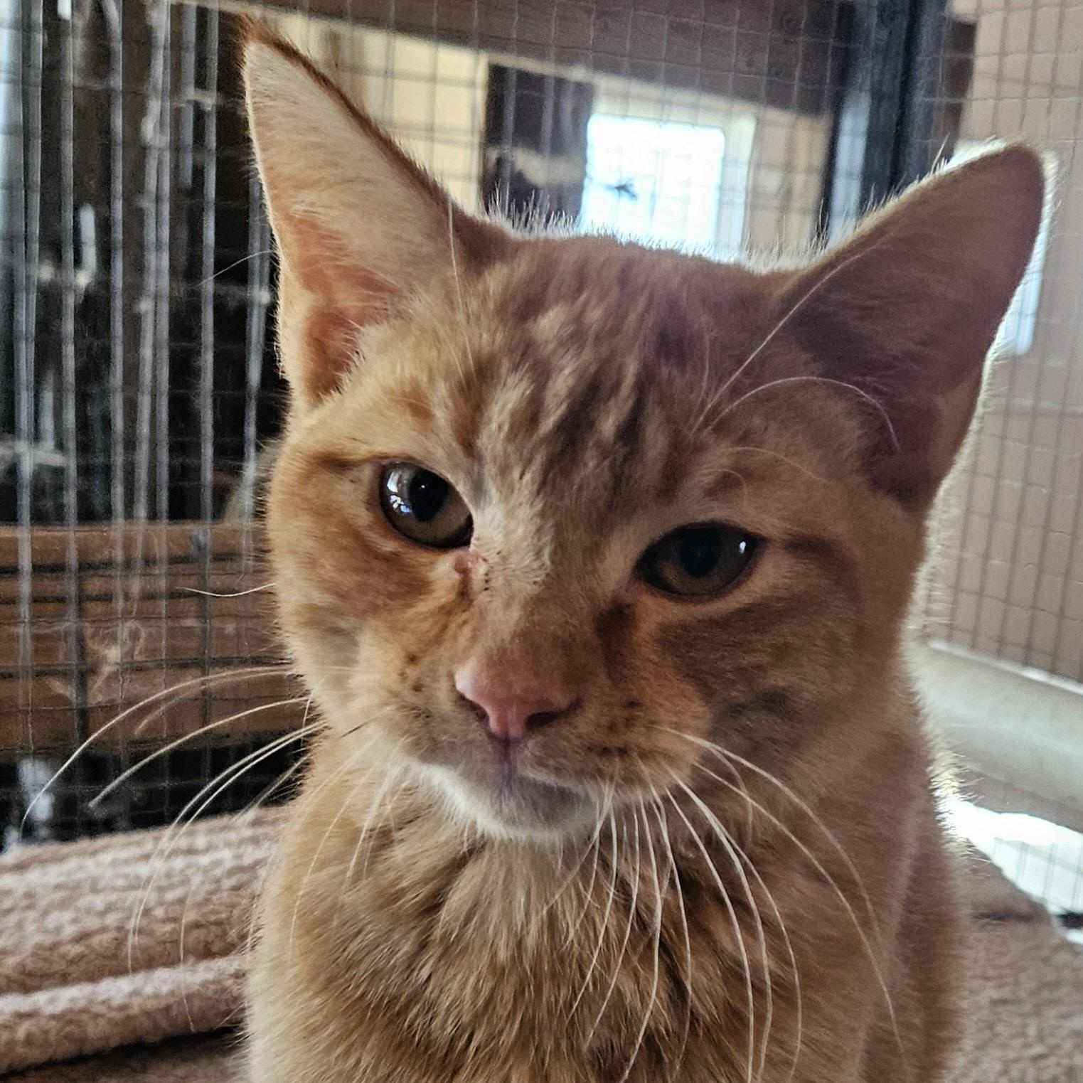 Arlo (brother to Alvin, WG)