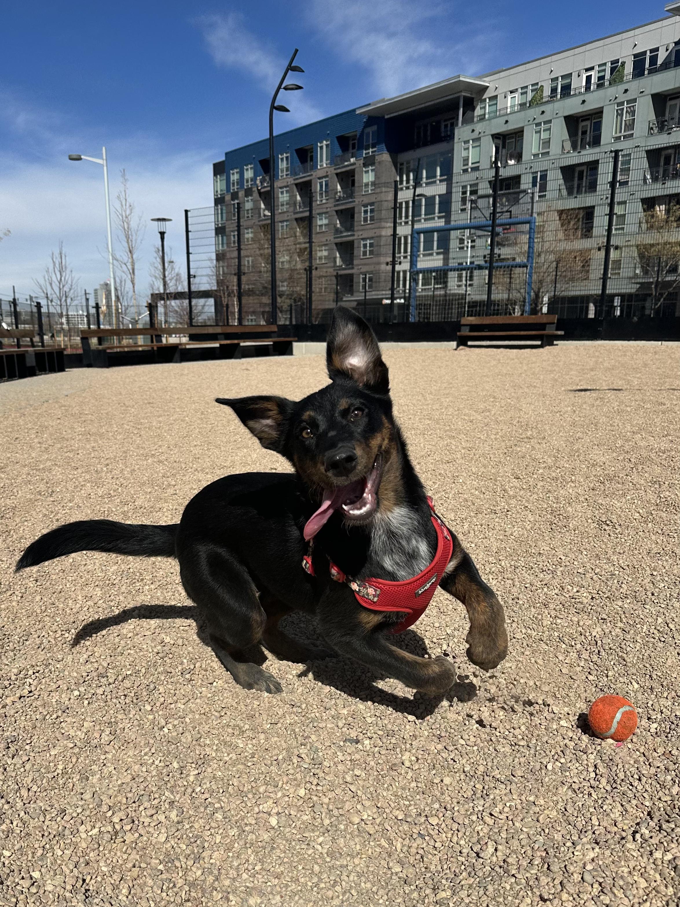 Enlarge Lotti, an adopted mixed breed in Commerce City, CO image 4/6