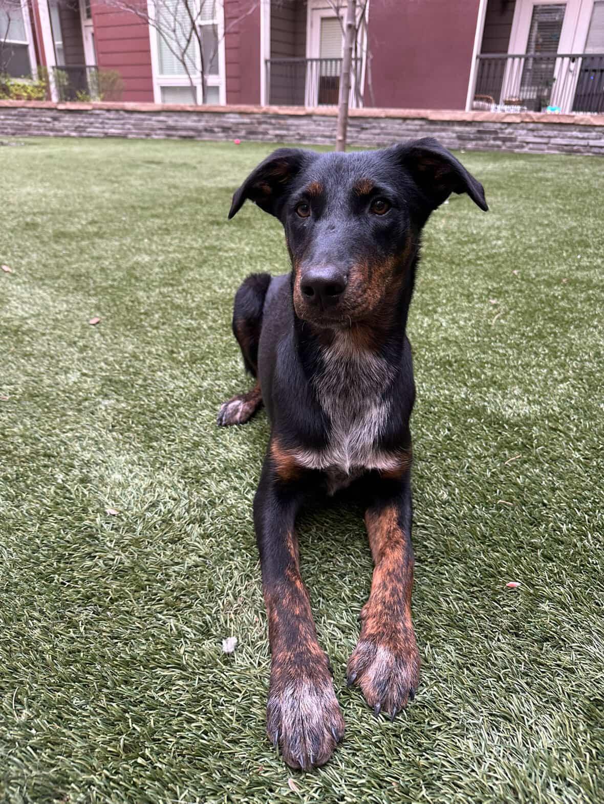 Enlarge Lotti, an adopted mixed breed in Commerce City, CO image 5/6