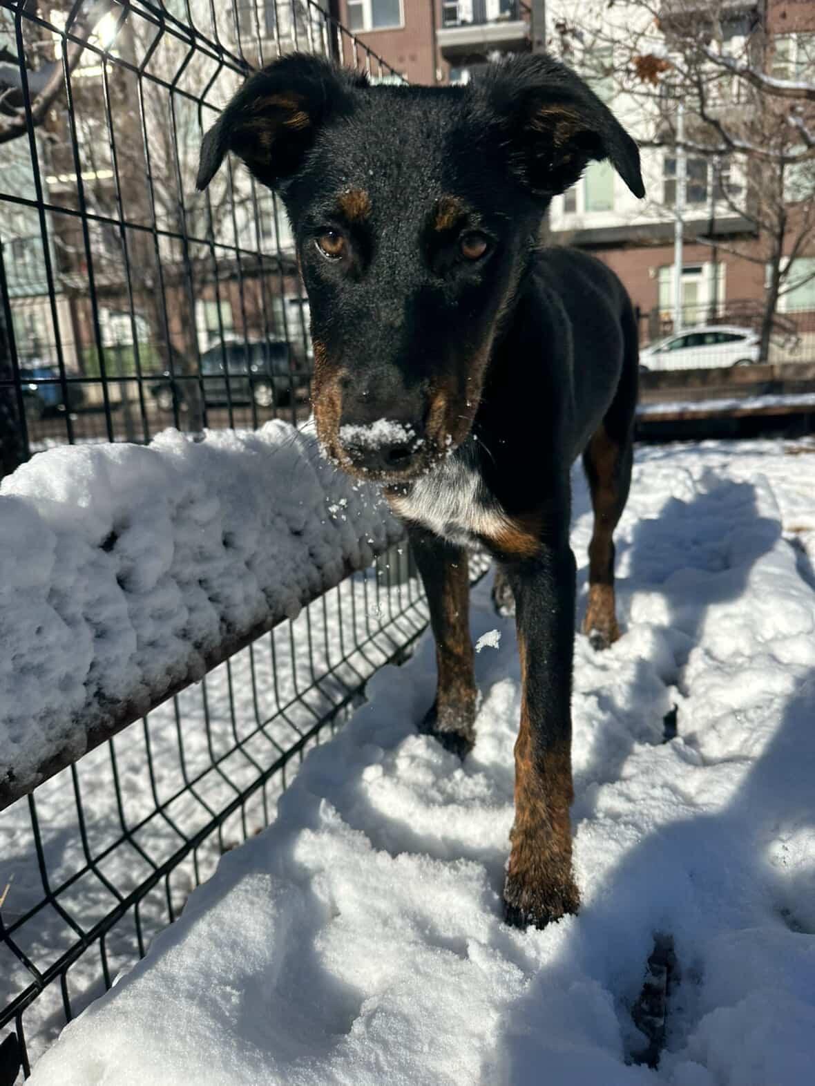 Enlarge Lotti, an adopted mixed breed in Commerce City, CO image 6/6