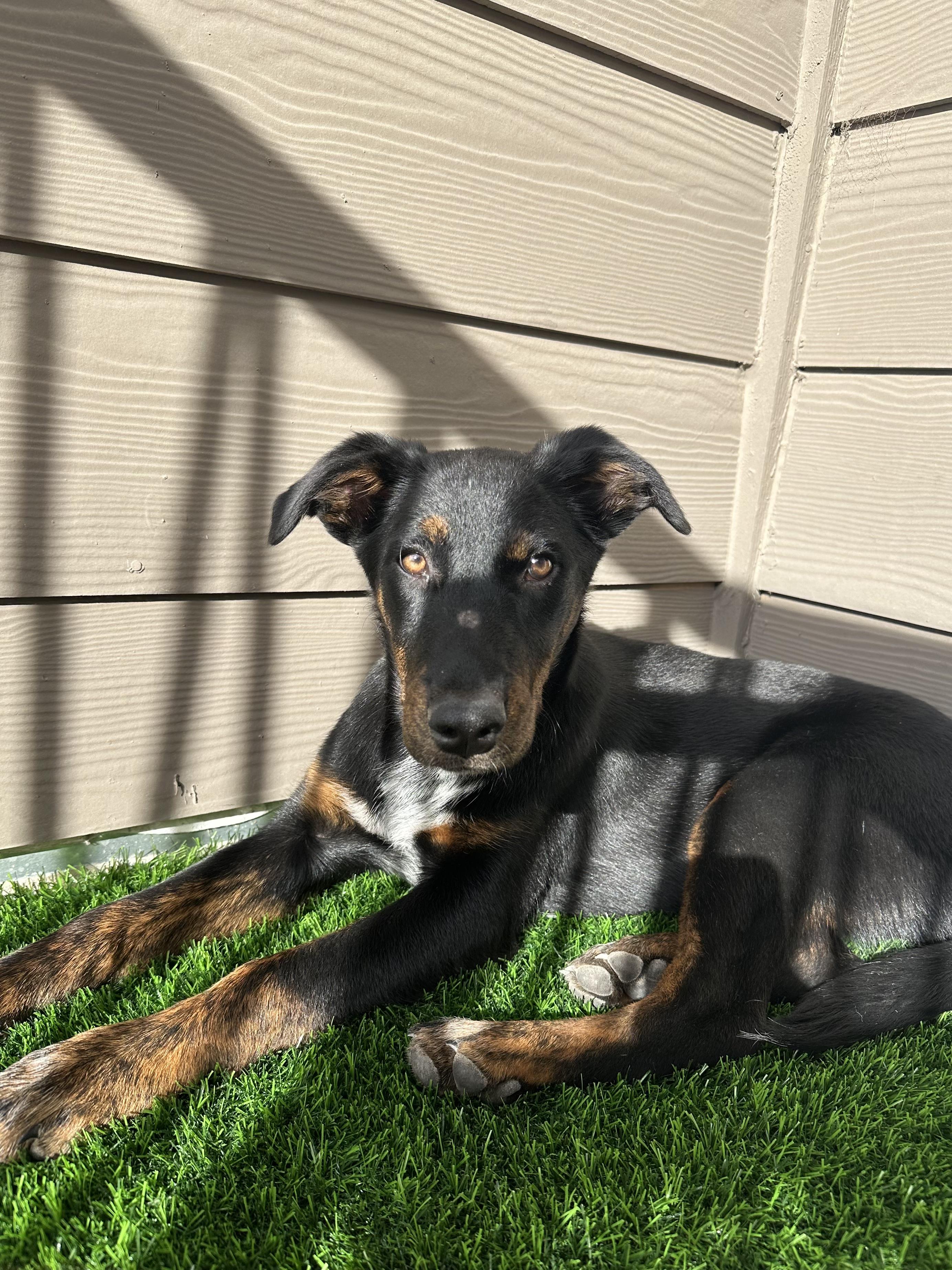 Enlarge Lotti, an adopted mixed breed in Commerce City, CO image 3/6