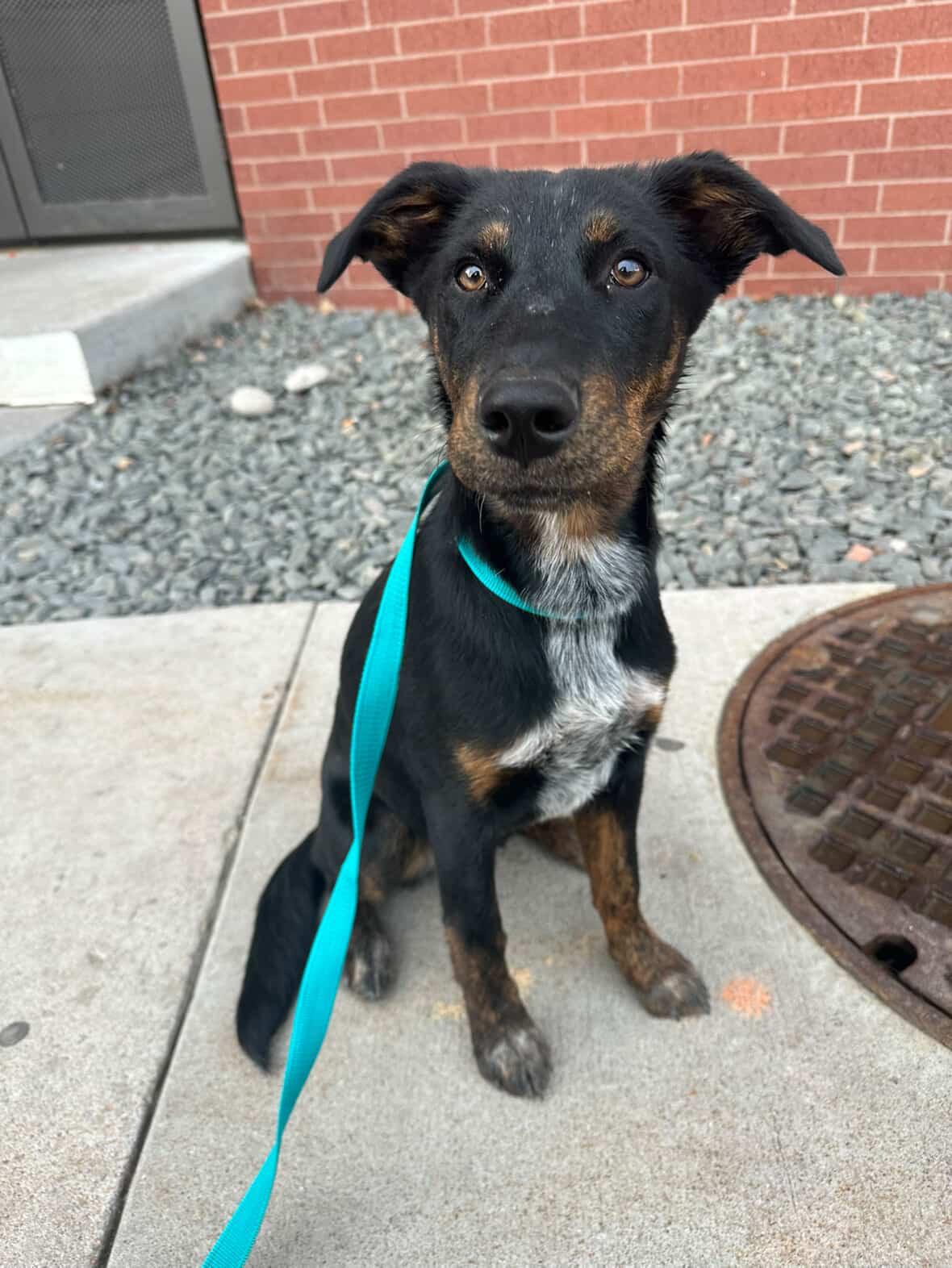 Enlarge Lotti, an adopted mixed breed in Commerce City, CO image 1/6
