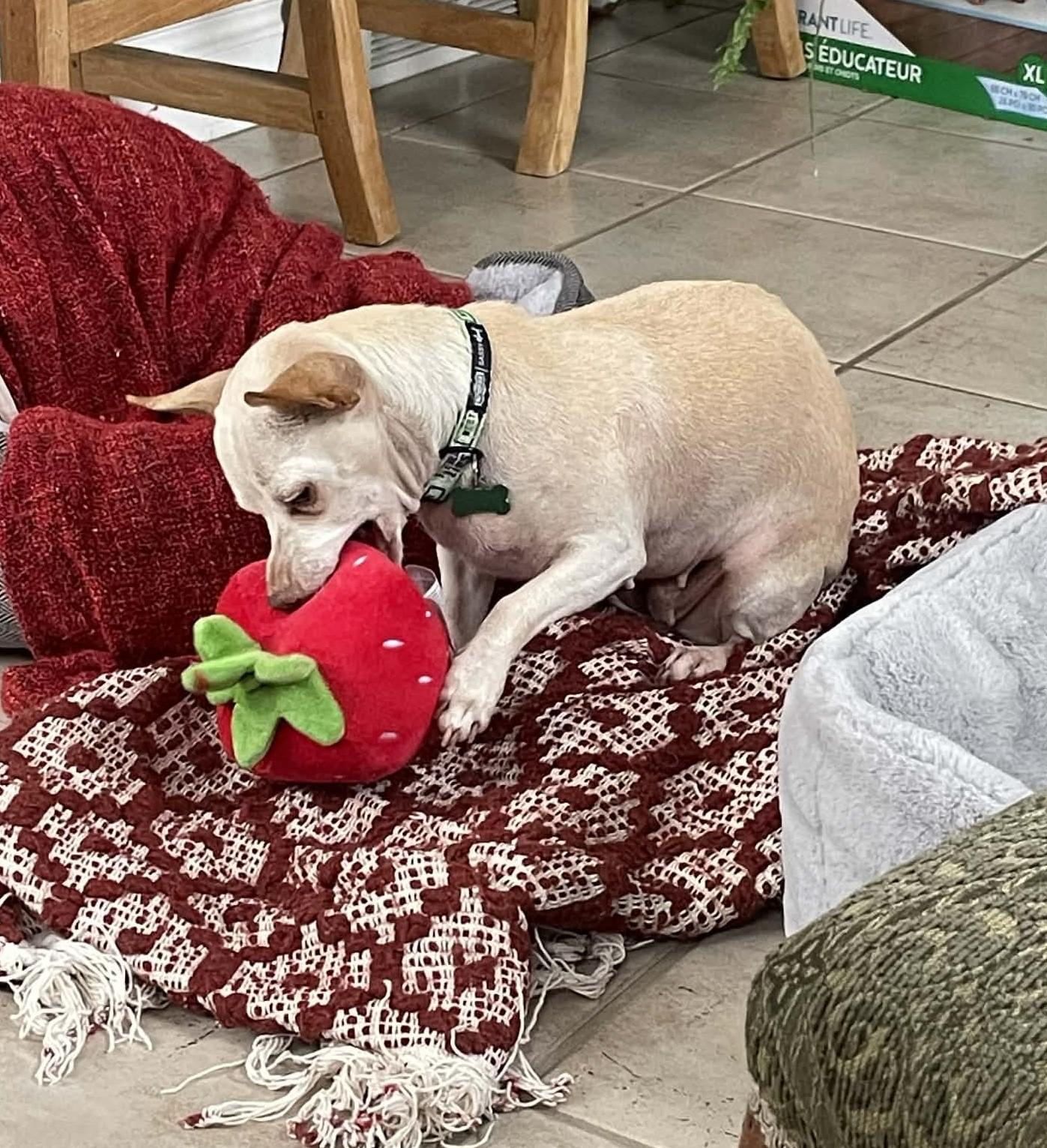 Paloma, a ADOPTABLE mixed breed in Calgary, AB image 1/5