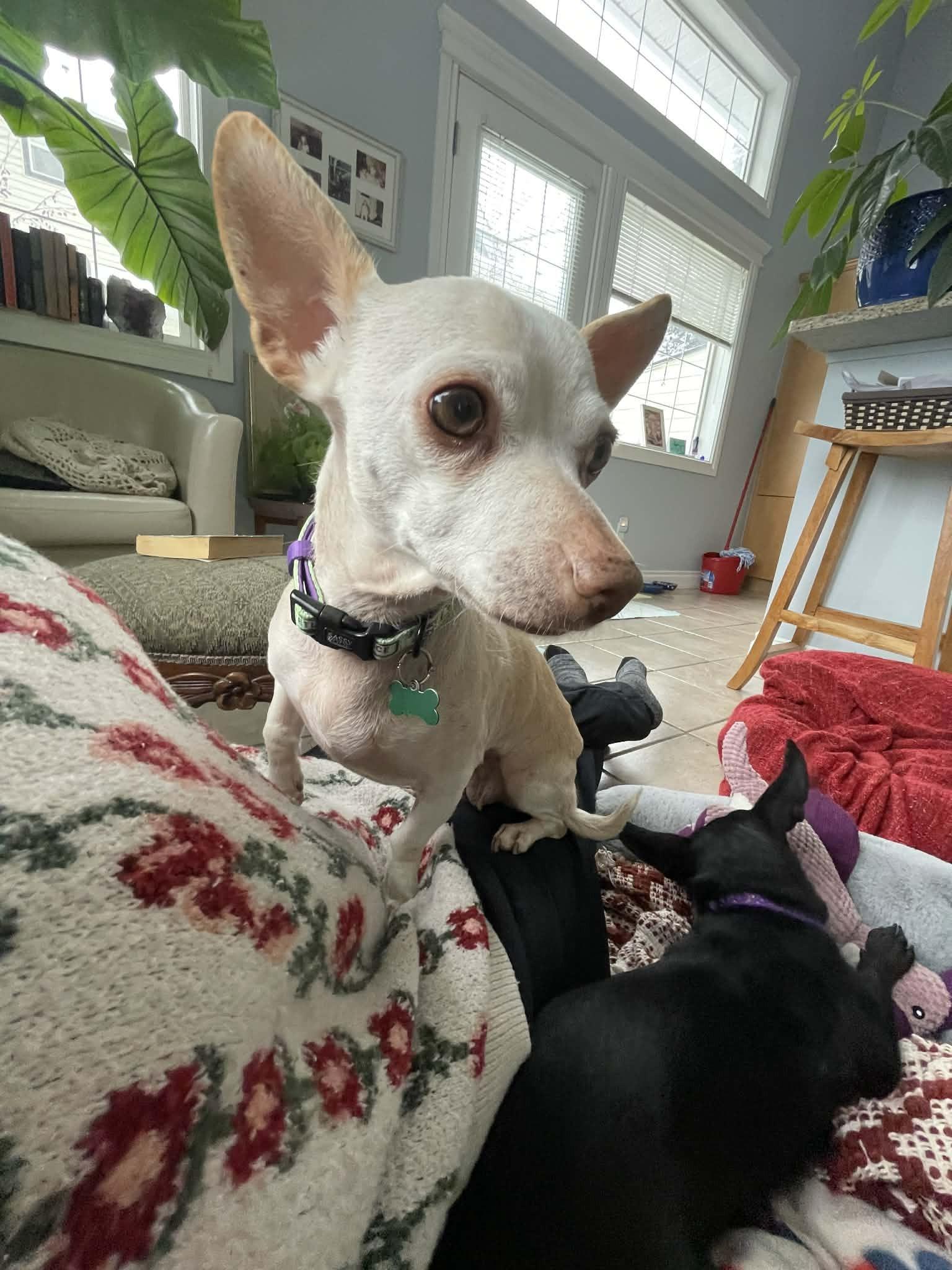 Paloma, a ADOPTABLE mixed breed in Calgary, AB image 3/5