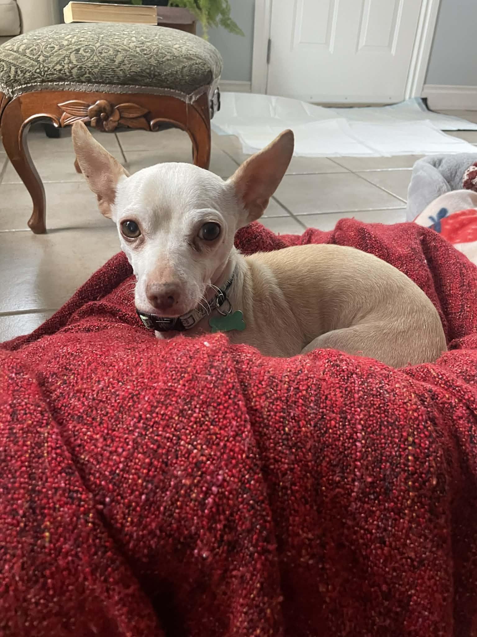 Paloma, a ADOPTABLE mixed breed in Calgary, AB image 2/5