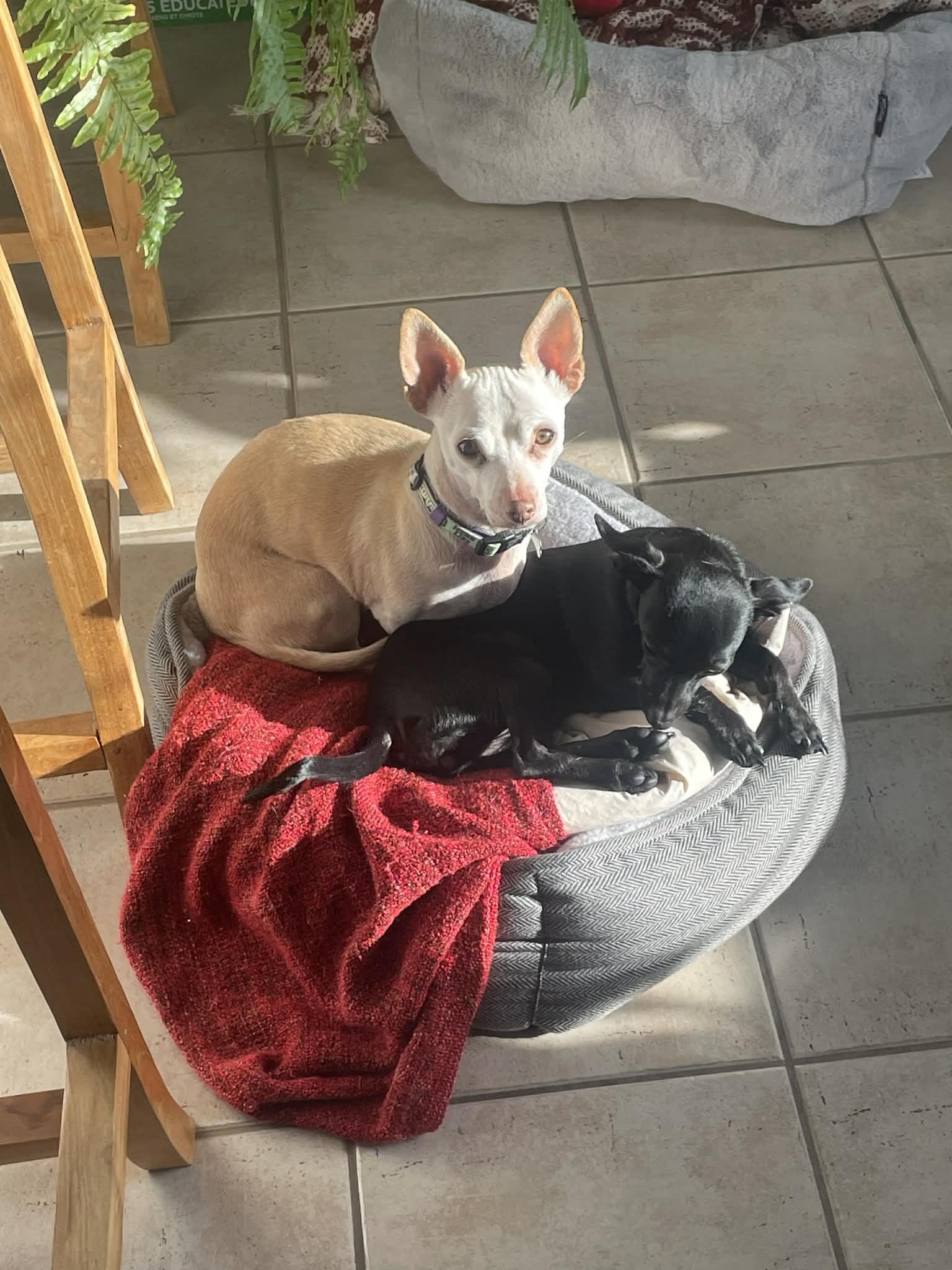 Paloma, a ADOPTABLE mixed breed in Calgary, AB image 5/5