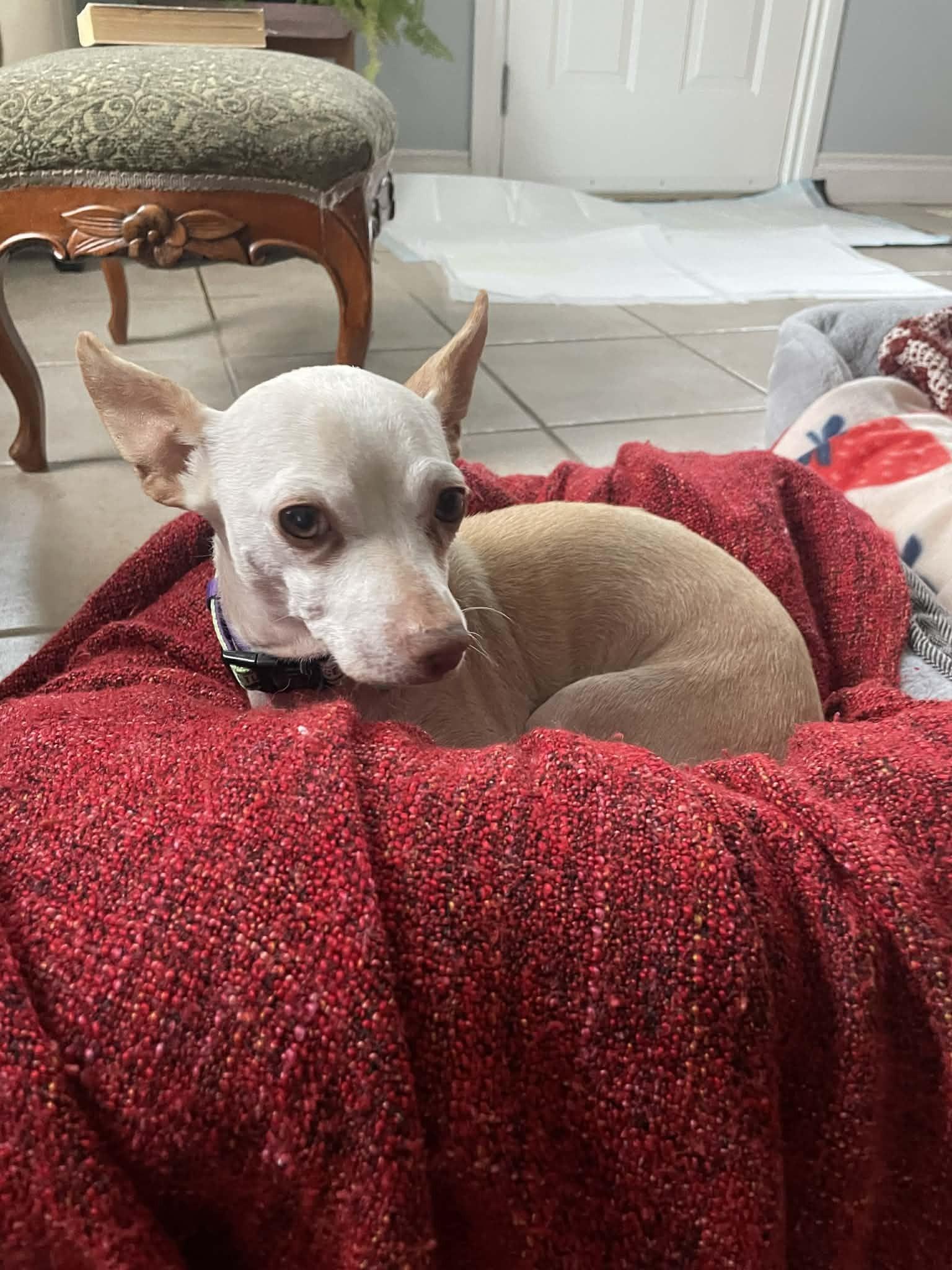 Paloma, a ADOPTABLE mixed breed in Calgary, AB image 4/5