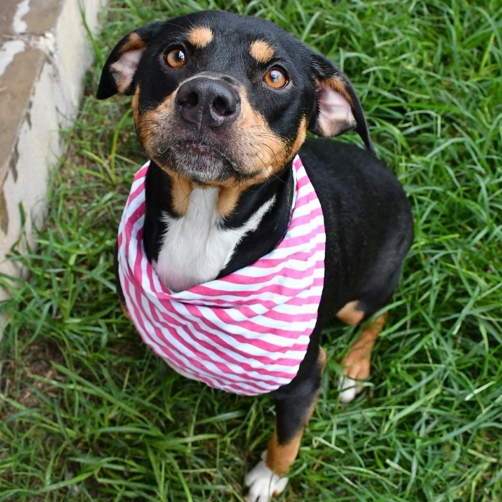 Enlarge Molly, a Adoptable Pit Bull Terrier in Beaumont, TX image 1/6
