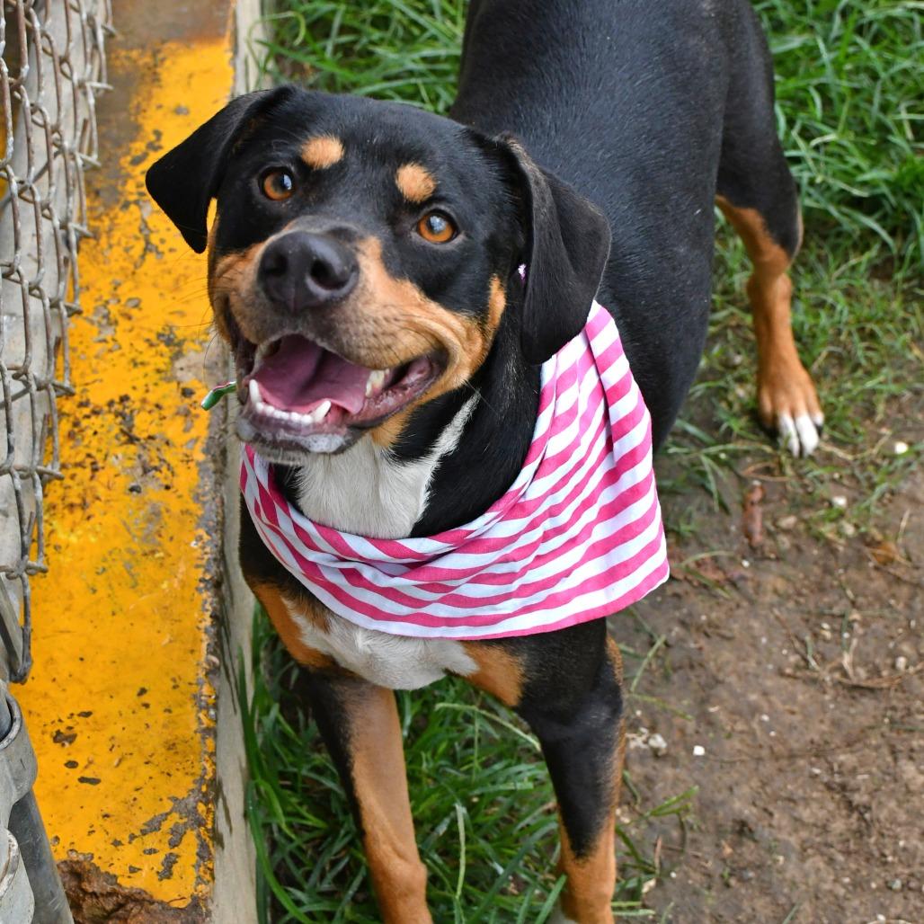 Enlarge Molly, a Adoptable Pit Bull Terrier in Beaumont, TX image 2/6