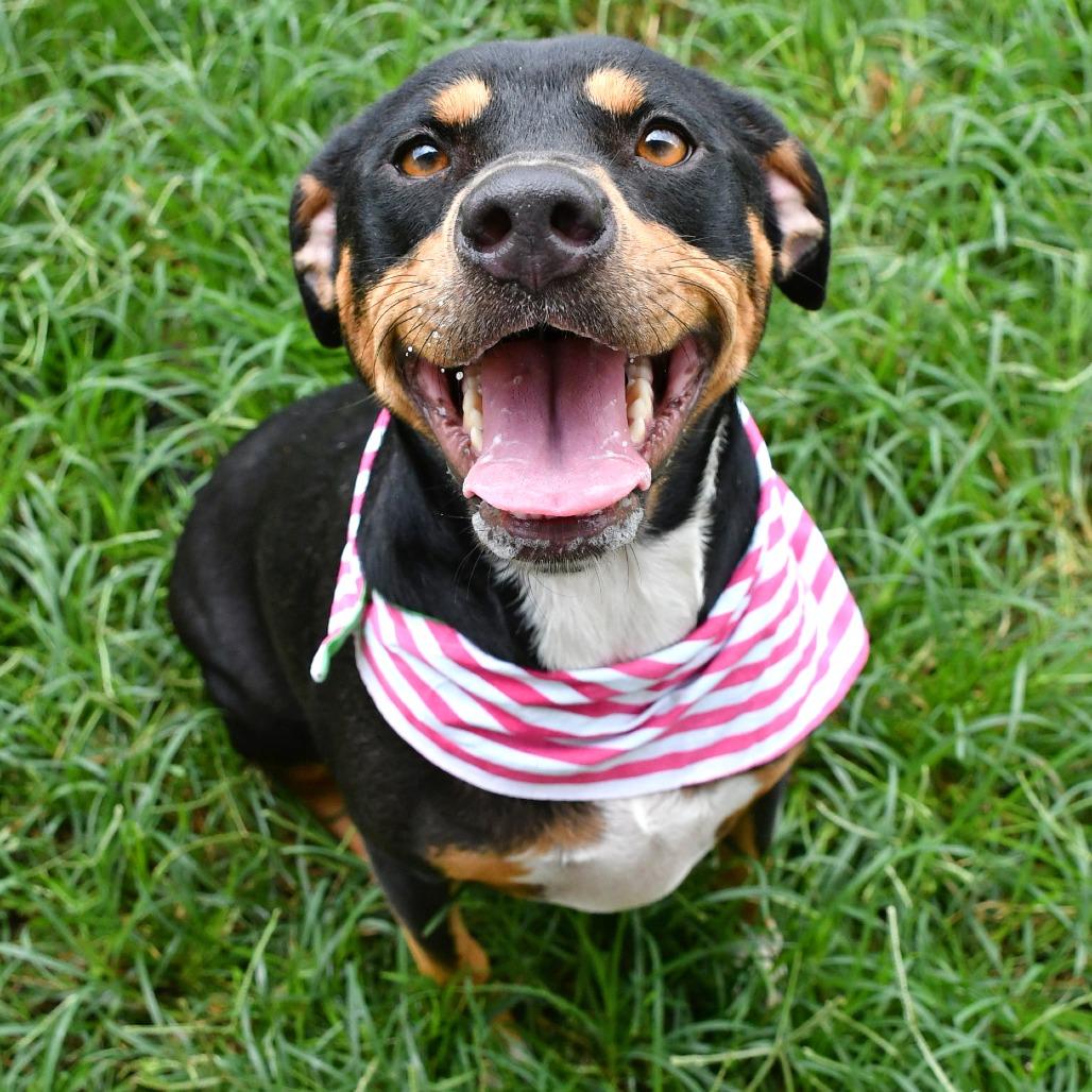 Enlarge Molly, a Adoptable Pit Bull Terrier in Beaumont, TX image 3/6