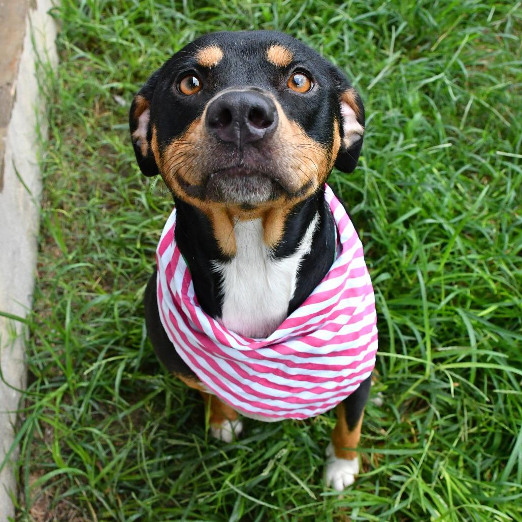 Enlarge Molly, a Adoptable Pit Bull Terrier in Beaumont, TX image 4/6