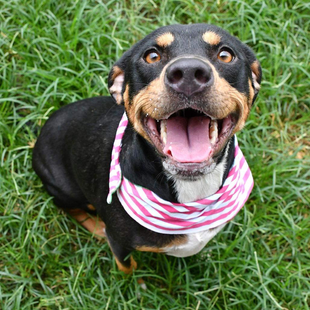 Enlarge Molly, a Adoptable Pit Bull Terrier in Beaumont, TX image 5/6