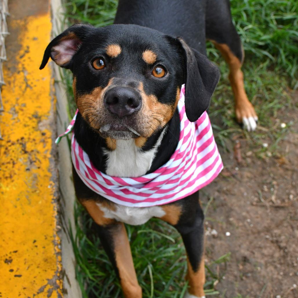 Enlarge Molly, a Adoptable Pit Bull Terrier in Beaumont, TX image 6/6