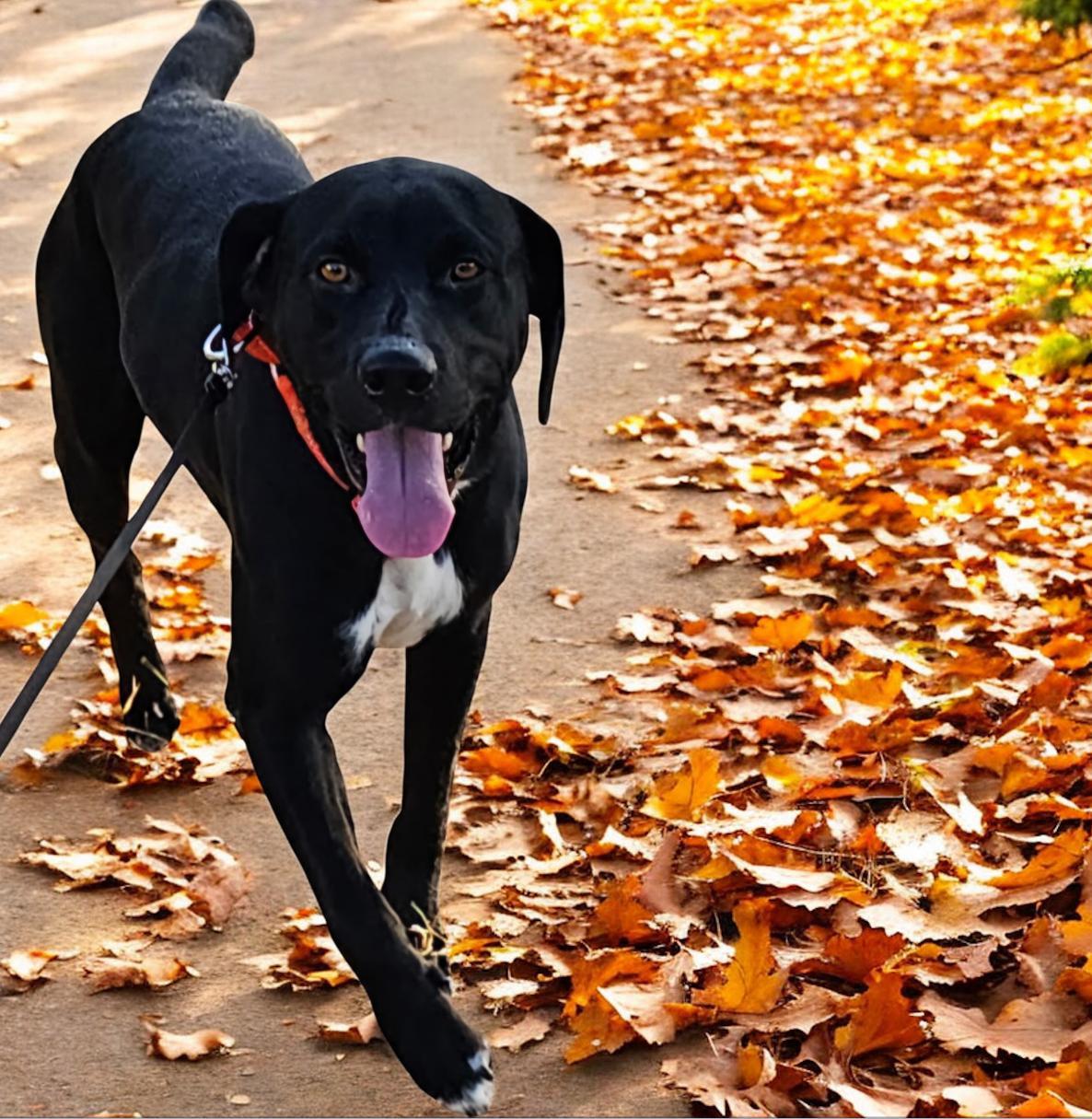 Enlarge Huckleberry, a Adoptable mixed breed in Williston, VT image 4/4