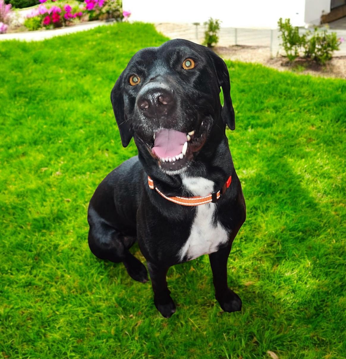 Enlarge Huckleberry, a Adoptable mixed breed in Williston, VT image 2/4