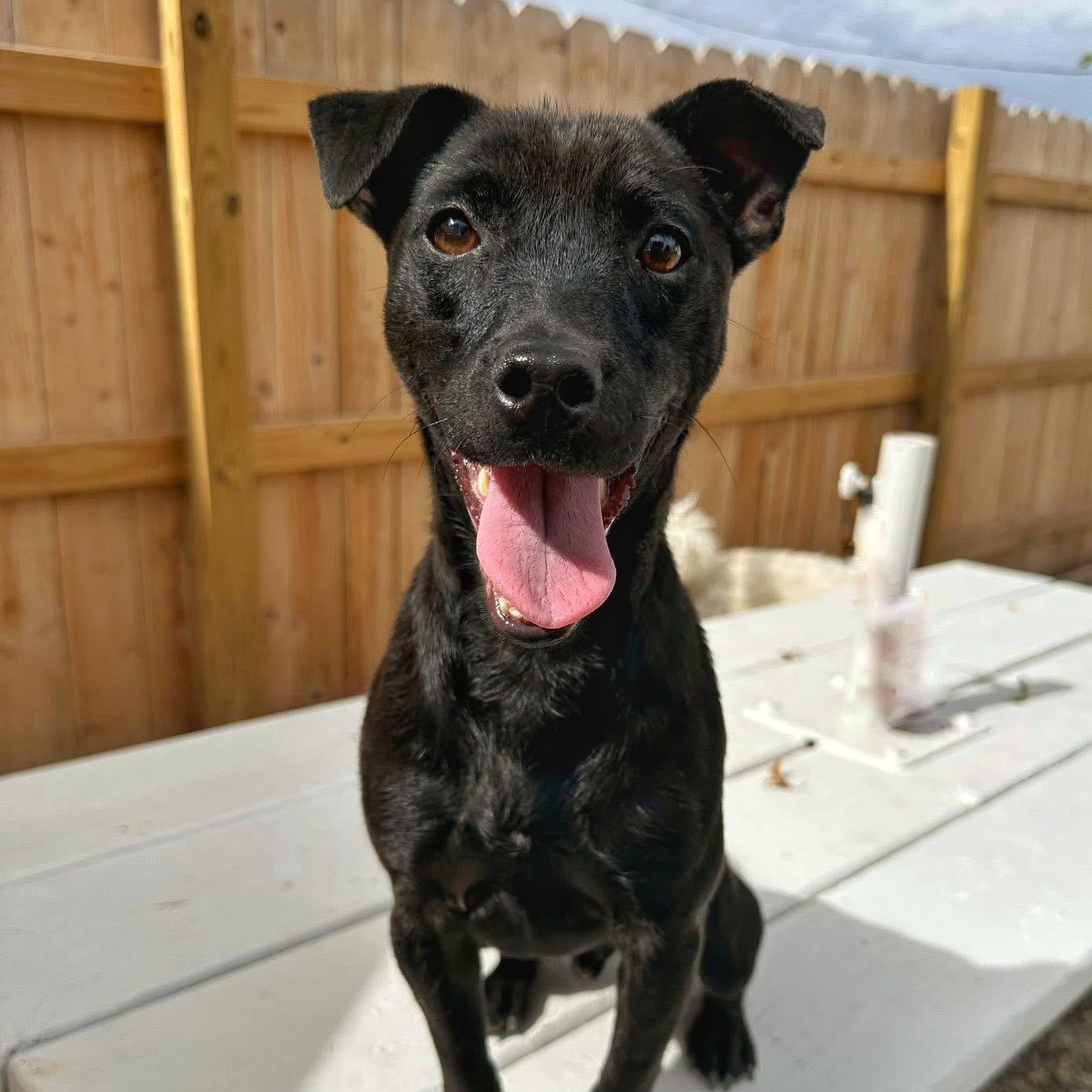 Enlarge Creature, a Adoptable Patterdale Terrier / Fell Terrier in Indianapolis, IN image 1/4