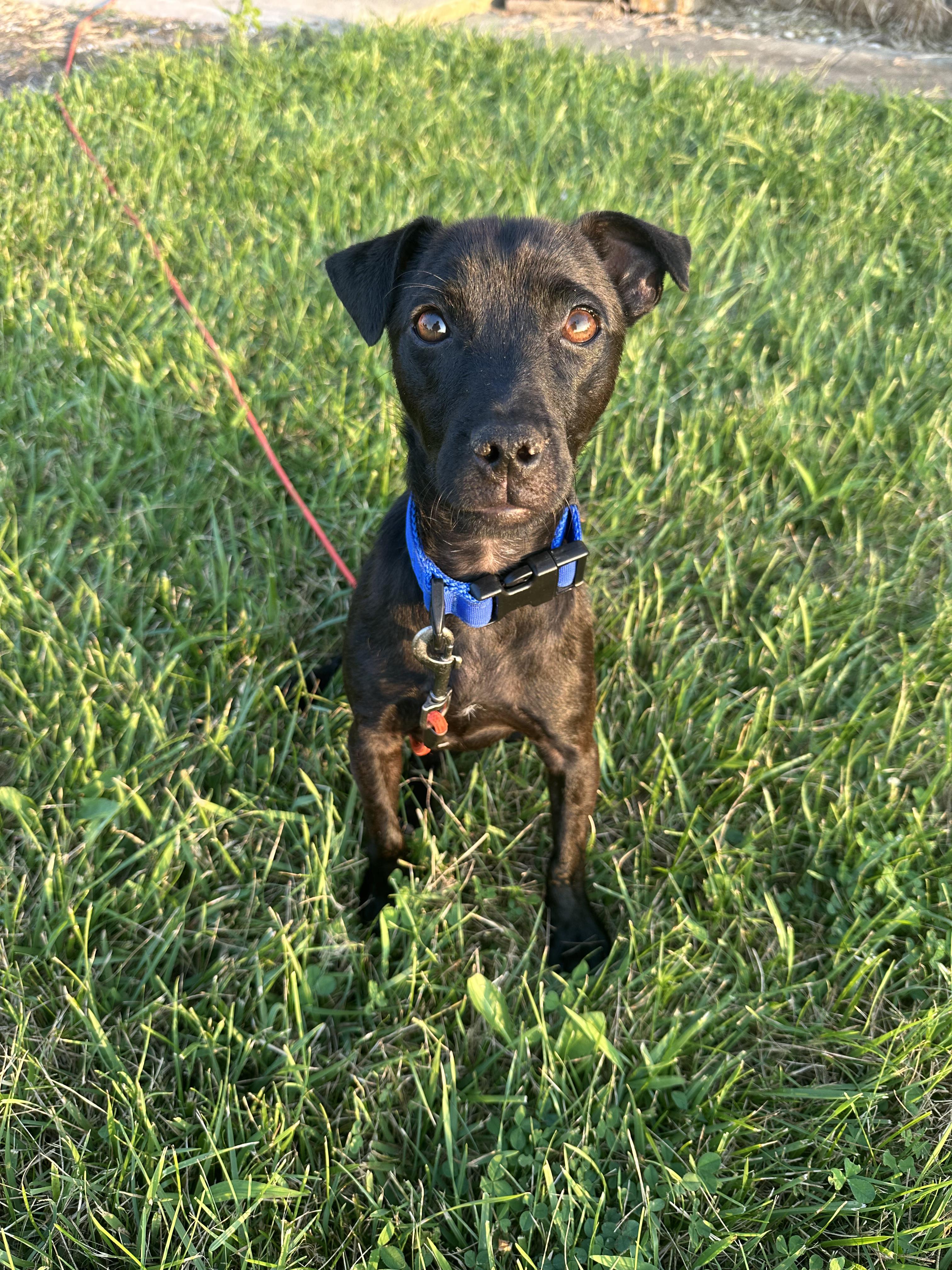 Enlarge Creature, a Adoptable Patterdale Terrier / Fell Terrier in Indianapolis, IN image 4/4