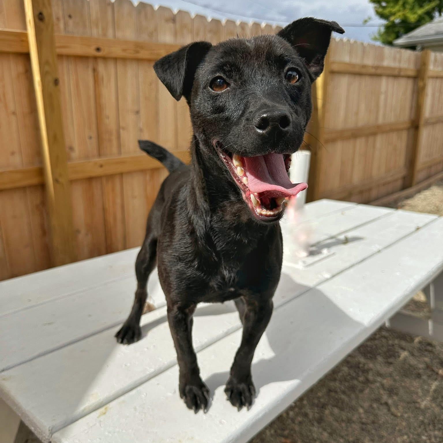 Enlarge Creature, a Adoptable Patterdale Terrier / Fell Terrier in Indianapolis, IN image 2/4